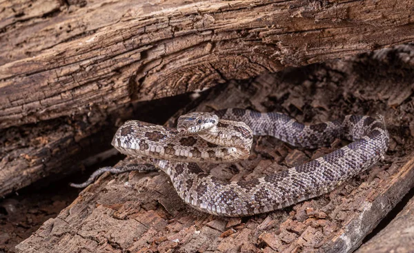 Western Hognose Snake, Heterodon nasicus — Stock Photo, Image