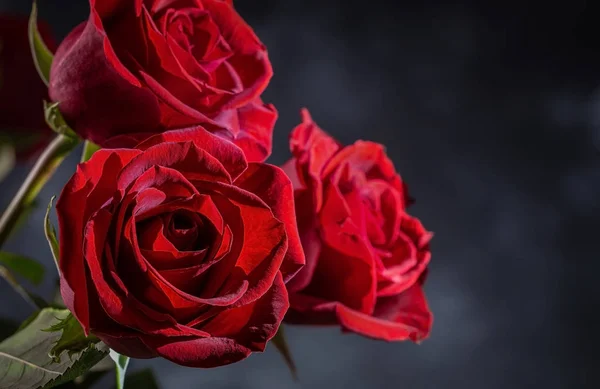 黑色背景下的红玫瑰 — 图库照片