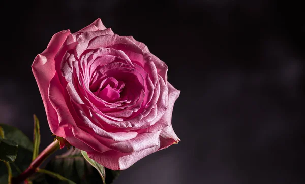 Rosa rosa no fundo escuro — Fotografia de Stock