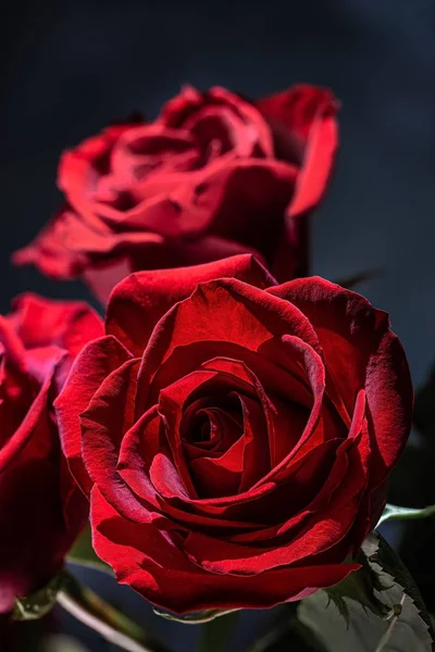 Rote Rose auf dunklem Hintergrund — Stockfoto