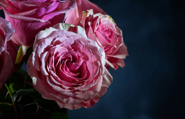 Rosa rosa no fundo escuro — Fotografia de Stock