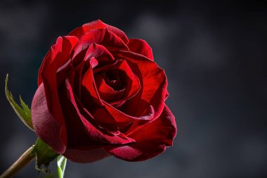 Koyu arkaplanda kırmızı gül