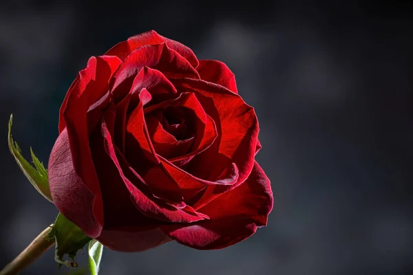 Rote Rose auf dunklem Hintergrund — Stockfoto