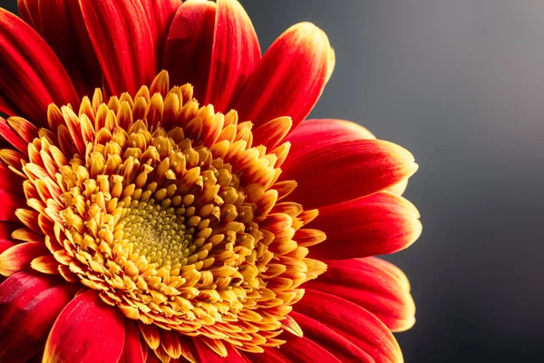 Closeup of Red and Yellow Gerbera Daisy — Stock Photo, Image