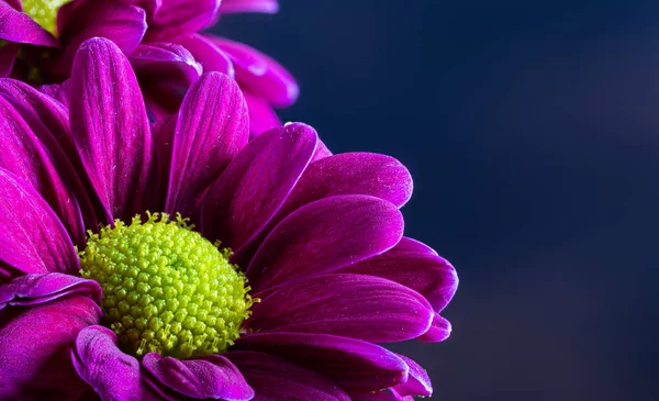 Closeup of a Beautiful Purple Daisy — Stock Photo, Image