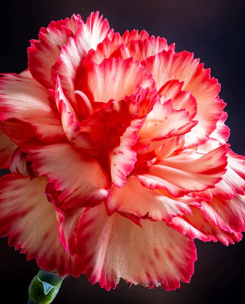 Bir Pembe Karanfil Çiçeğinin Kapanışı — Stok fotoğraf