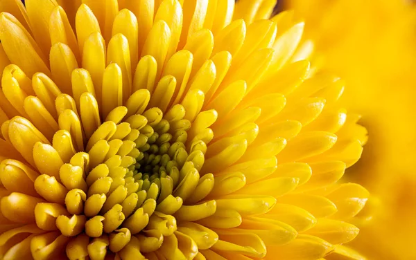 Primo piano di un crisantemo giallo — Foto Stock