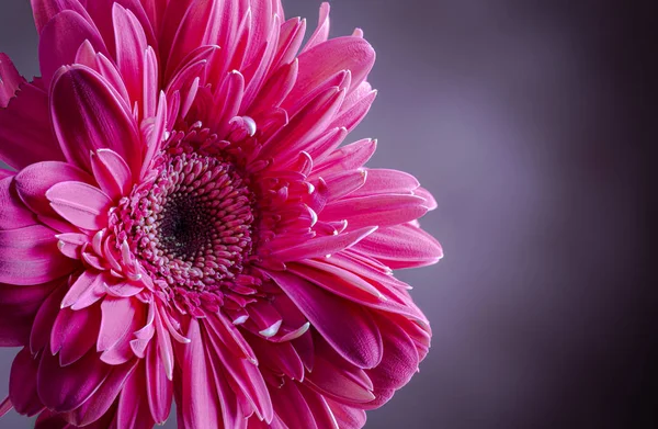Close-up van een roze gerbera daisy bloem — Stockfoto