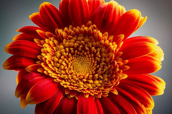 Primo piano della Margherita Gerbera Rossa e Gialla — Foto Stock