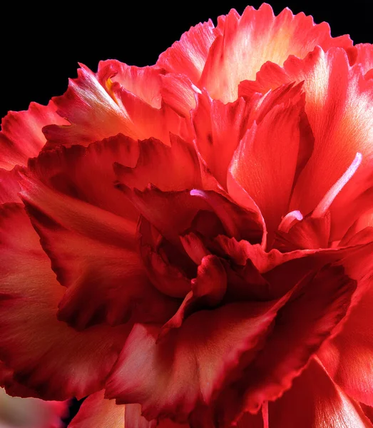 Closeup of Red Carnation Flower — 스톡 사진