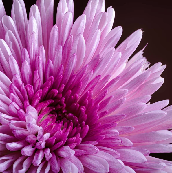 Closeup of a Pink China Aster Flower — Stock Photo, Image
