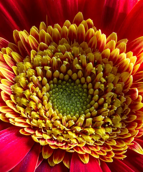 Gerbera Daisy的闭锁 — 图库照片