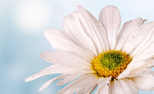 Closeup of a White Daisy Flower — Stock Photo, Image