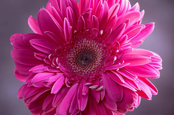 Vértes egy rózsaszín gerbera százszorszép virág — Stock Fotó