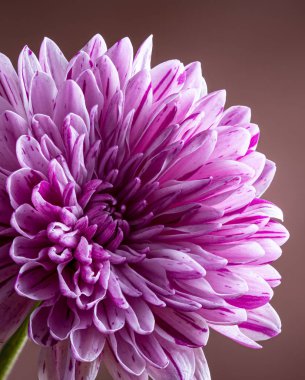 Mor Kasımpatının Yakın Çekimi