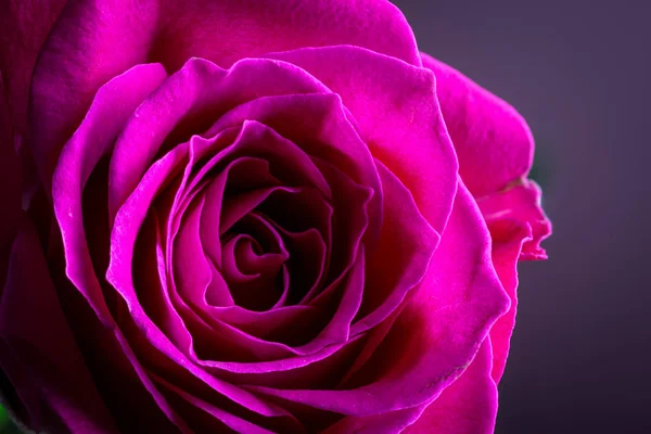Närbild av en rosa ros blomma — Stockfoto