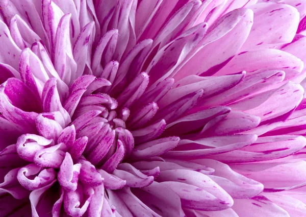 Closeup of a Purple Chrysanthemum — Stock Photo, Image