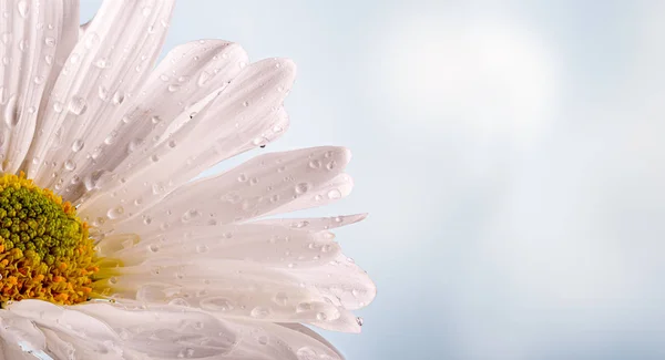 Primo piano di fiore di margherita bianco — Foto Stock