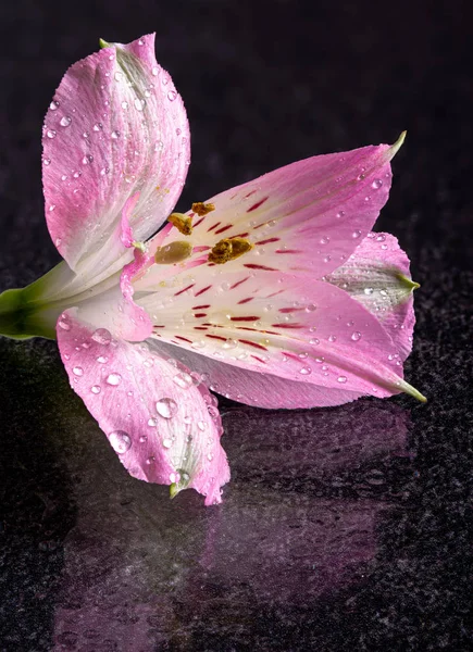 秘鲁百合粉红花的遮掩 — 图库照片