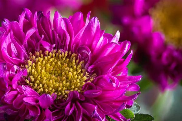 Closeup of a Purple and Yellow Chrysanthemum — 图库照片