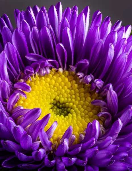 Primo piano di un crisantemo viola e giallo — Foto Stock