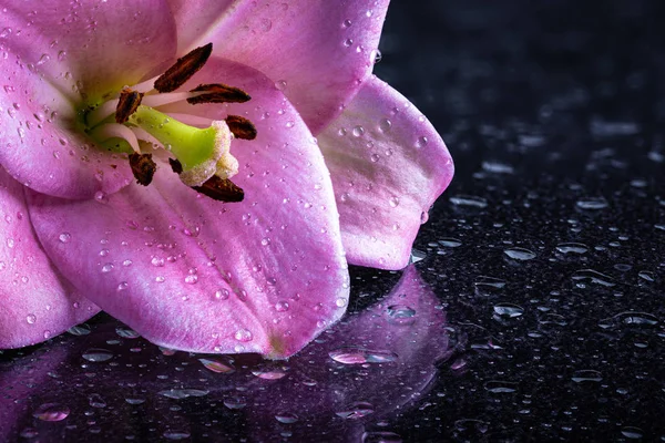 Primer plano de una hermosa flor de lirio rosa — Foto de Stock