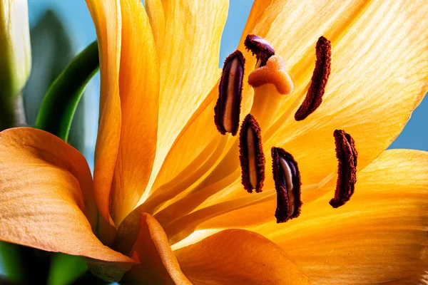 一个美丽的橙色百合花的宏观照片 展示了雄蕊的特写 风格和柱头花的部分 — 图库照片
