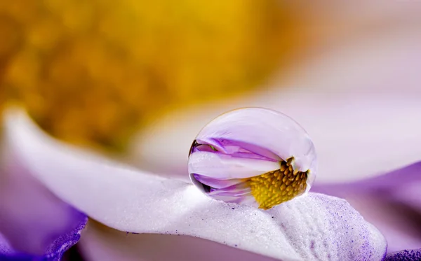 Primer Plano Una Gota Agua Con Reflejo Extremo Pétalo Flor — Foto de Stock