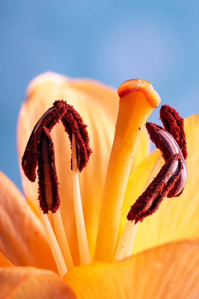 Közelkép Tűzhely Stílus Stigma Egy Gyönyörű Narancs Liliom Virág Kék — Stock Fotó