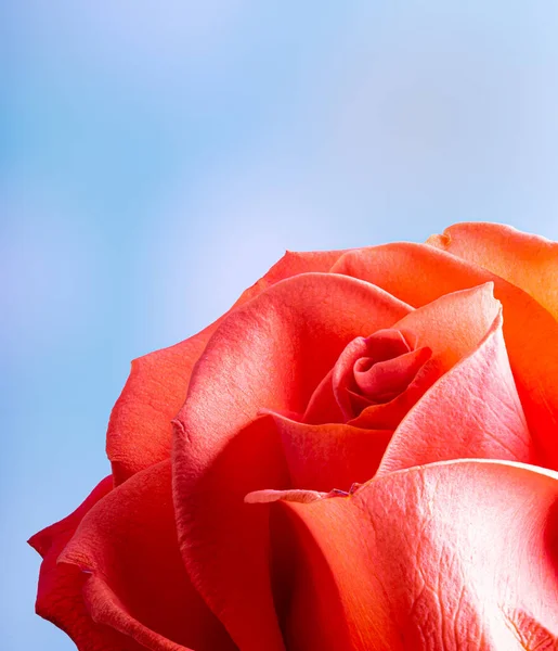 蓝色背景上一朵美丽的橘红色玫瑰 — 图库照片