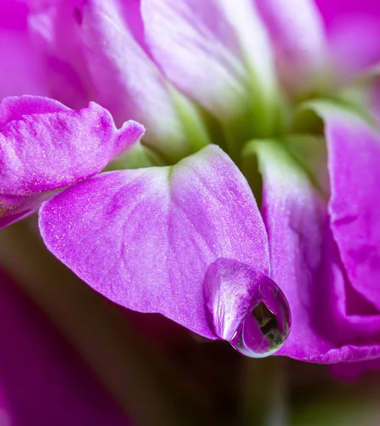 Mor Bir Çiçeğin Yapraklarındaki Damlasının Makro Fotoğrafı — Stok fotoğraf