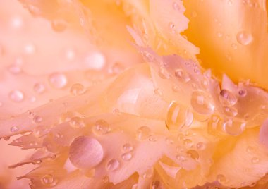 Makro fotoğraf güzel bir turuncu karanfil çiçeğinin üzerine düşer.