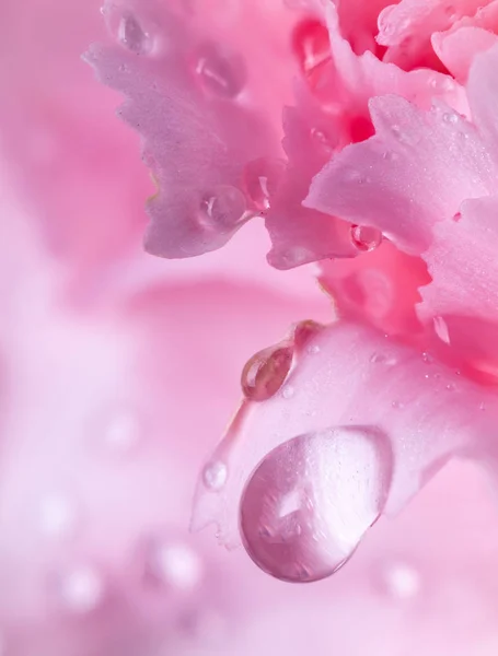 水滴在美丽的粉红色康乃馨花上的宏观照片 — 图库照片