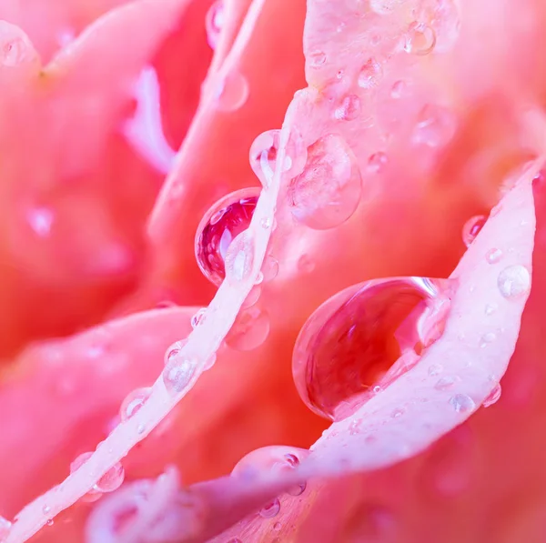 粉红玫瑰花瓣上水滴的宏观照片 — 图库照片