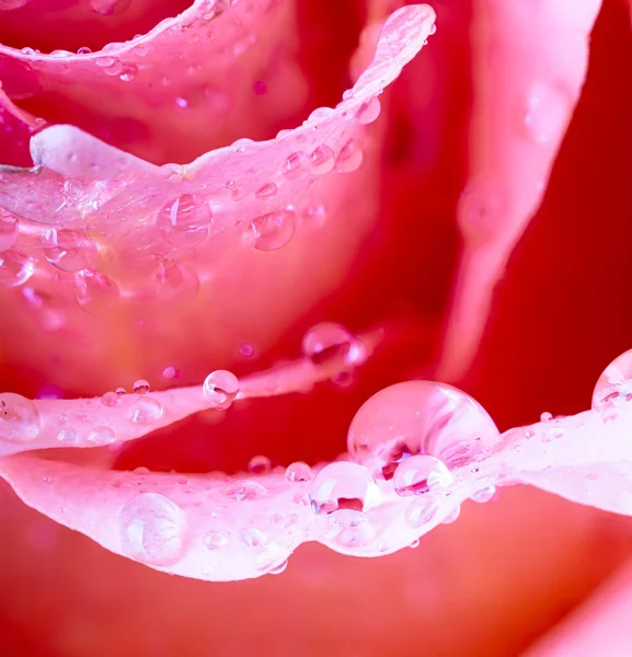 美しいピンク色のバラの花びらに水滴のマクロ写真 — ストック写真
