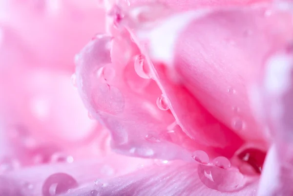 Macro Foto Una Goccia Acqua Sui Petali Bel Garofano Rosa — Foto Stock