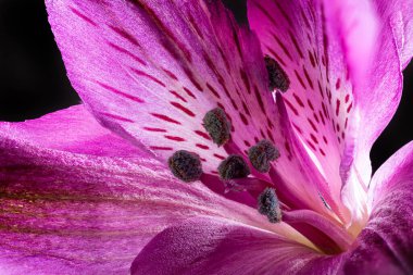 Siyah arka planda güzel bir mor Perulu zambak çiçeğinin Macro fotoğrafı.