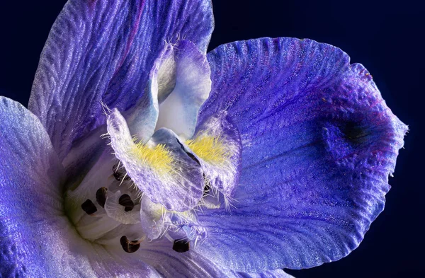 Primer Plano Una Hermosa Flor Alondra Púrpura Sobre Fondo Oscuro — Foto de Stock