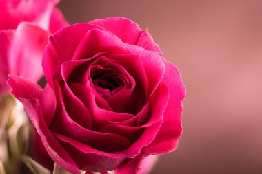 Kahverengi arkaplandaki güzel kırmızı bir gülün fotokopi alanı ile yakınlaştırılması