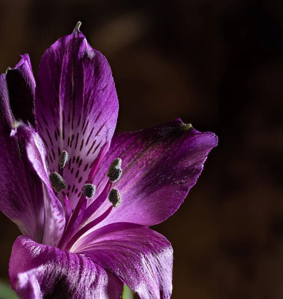 深褐色背景上美丽的紫色紫罗兰花的遮掩 — 图库照片