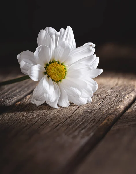 在一张深色背景和复制空间的乡村木桌上 明亮的灯光映衬着美丽的白色雏菊 — 图库照片