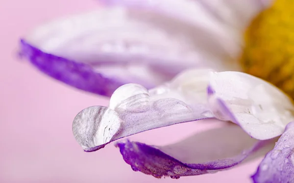 Macro Photo Water Drops Petal Purple Daisy — Stock Photo, Image