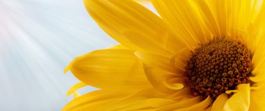 Parlak bir arkaplanda güzel sarı bir ayçiçeğinin yakın çekimi.