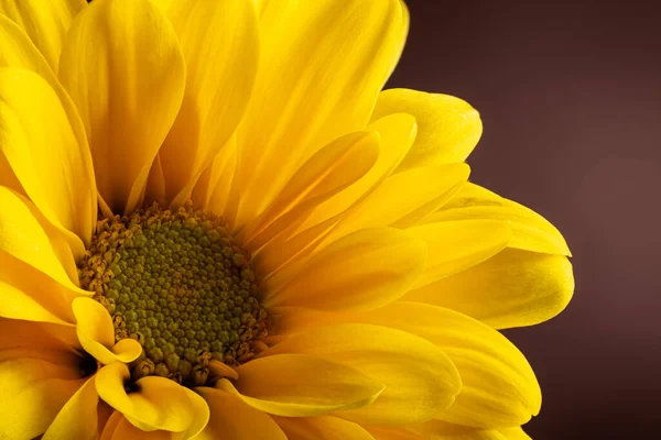 Closeup Beautiful Yellow Daisy Flower Dark Brown Background — Stock Photo, Image