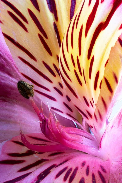 Makro Fénykép Egy Gyönyörű Színes Perui Liliom Virág — Stock Fotó
