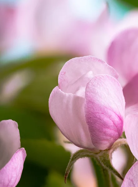 Primer Plano Hermoso Capullo Flor Manzano Con Espacio Para Copiar — Foto de Stock