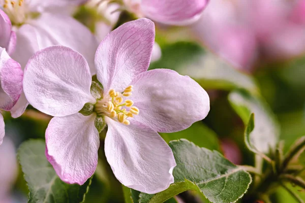 Closeup Beautiful Apple Tree Flower Blossom Copy Space — Stock Photo, Image