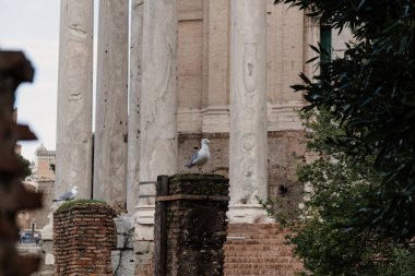 Roma, İtalya - 20 Kasım 2018: Coronavirus 'tan bir yıl önce Roma' nın en ünlü anıtlarını ziyaret edin