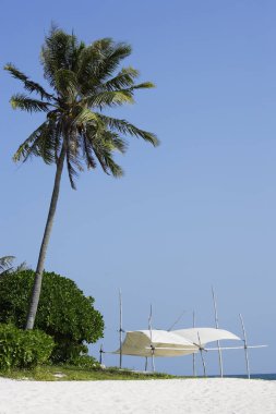 palmiye ağacı ve plaj yapısı