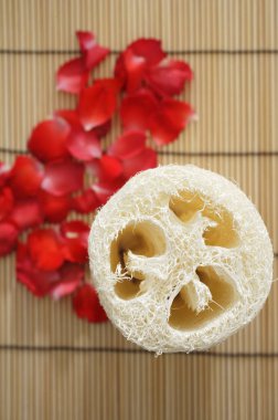 Yaprakları ve Kırışıklardan görünümü